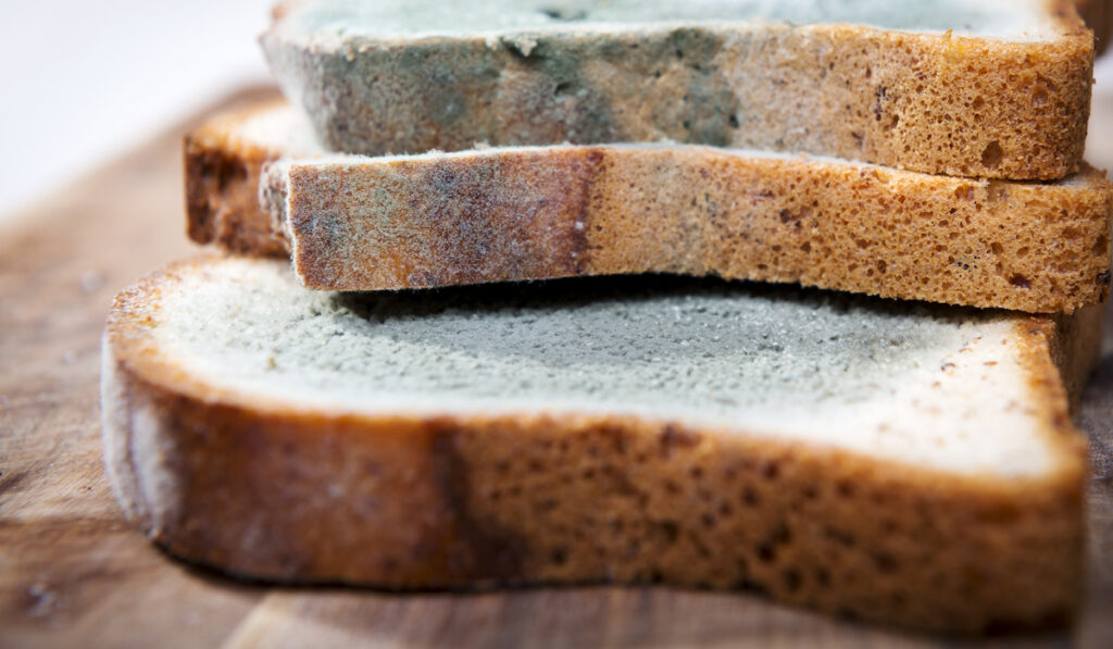 slices of moldy bread 
