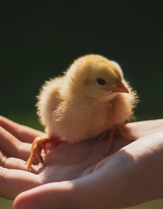 baby chick on hand