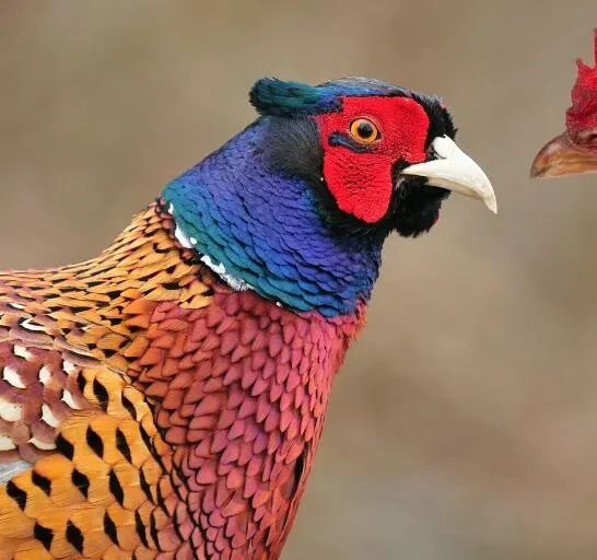 chicken and pheasant