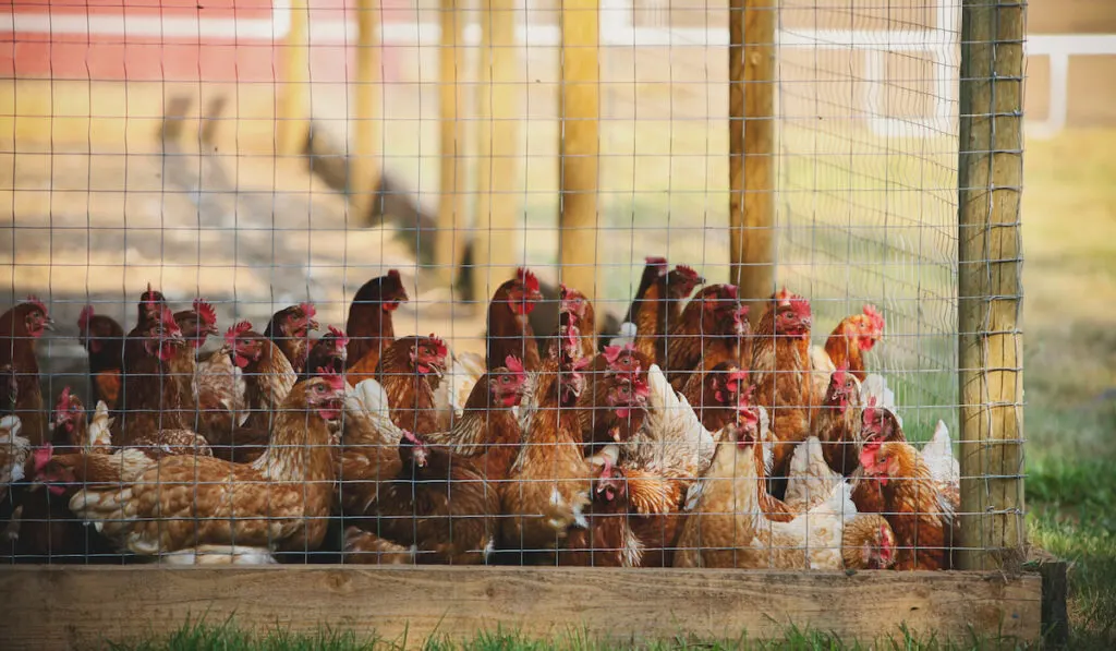 chicken fenced