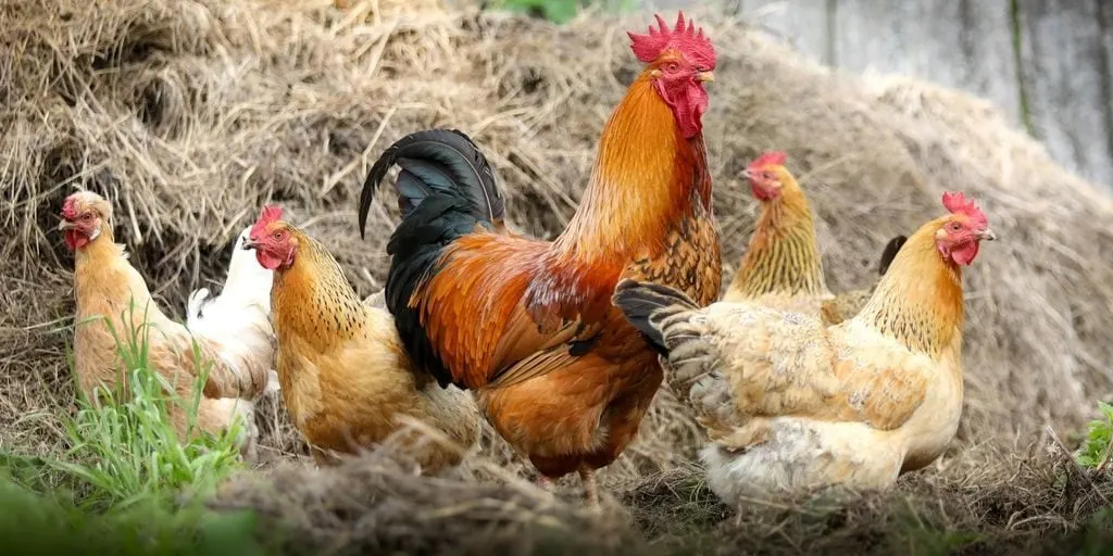 Chicken, Hen, or Rooster: What&#39;s the difference? - The Hip Chick