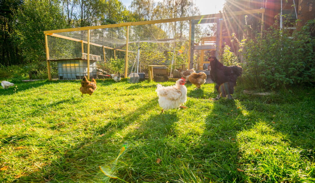 Can You Leave Chickens Alone? Your Questions Answered The Hip Chick