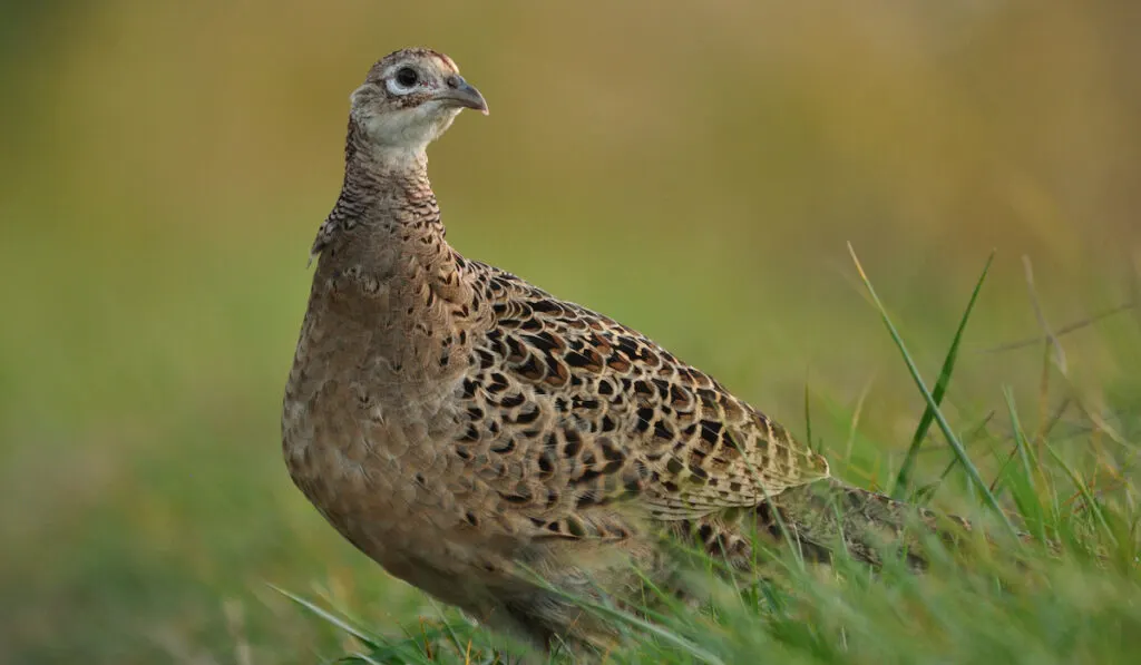 female pheasant