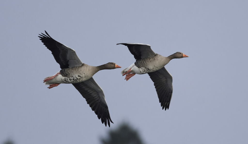 greylag geese flying