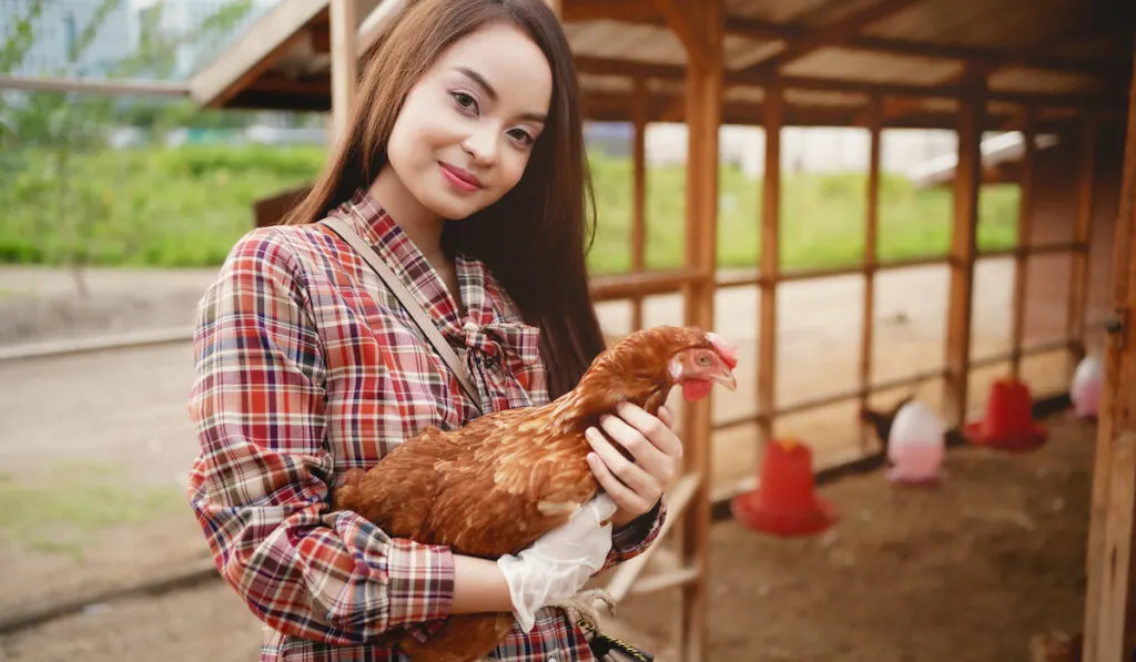 chicken sitter holding a brown chicken