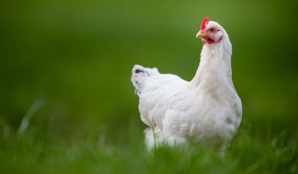 Are Chickens Safe in the Rain? The Hip Chick