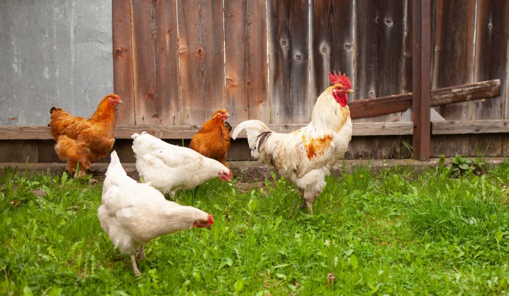 rooster and hens in the garden