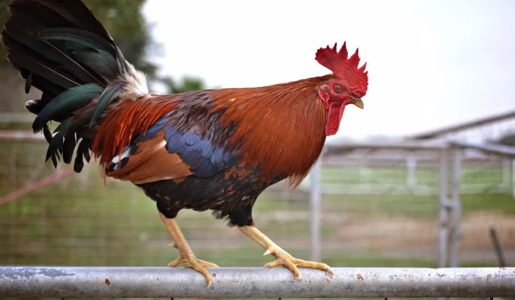 rooster standing on a rail