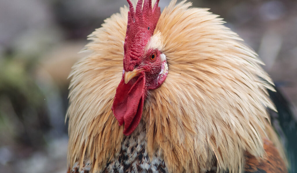 rooster raised neck feathers
