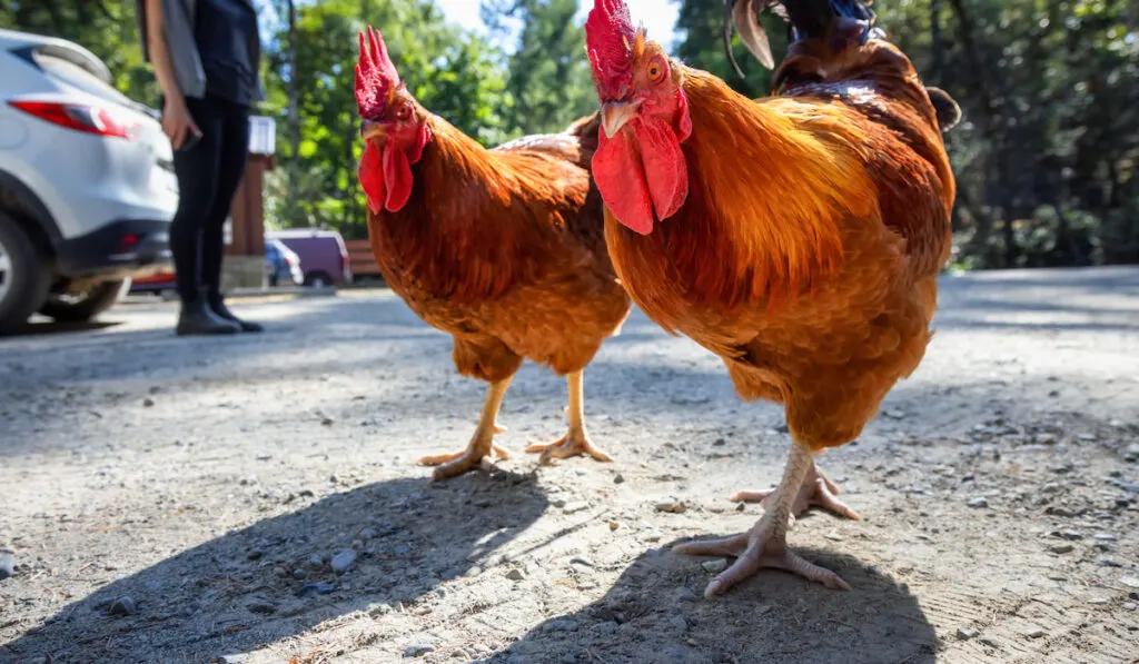 roosters at the parking lot