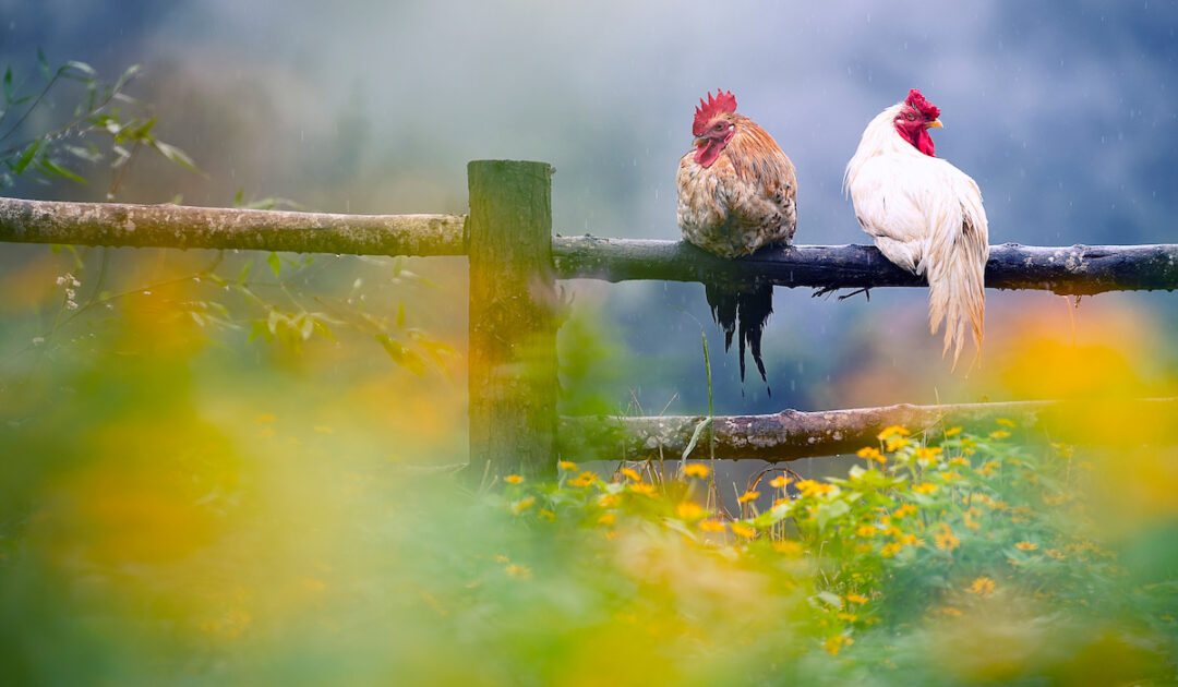 Are Chickens Safe in the Rain? The Hip Chick