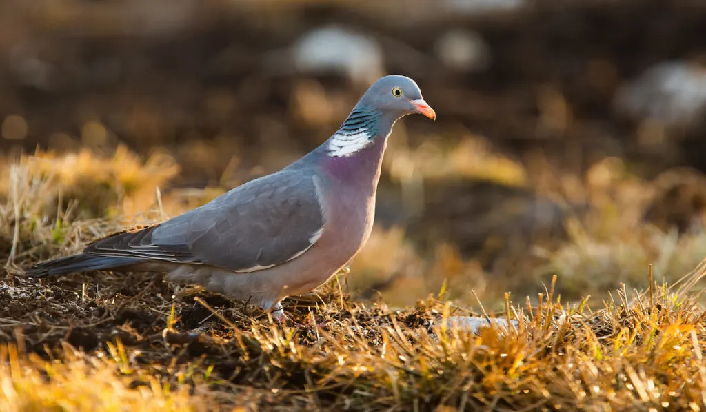 wood pigeon