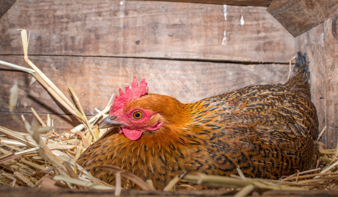 Can You Move A Chicken Sitting on Eggs? Here is how. - The Hip Chick