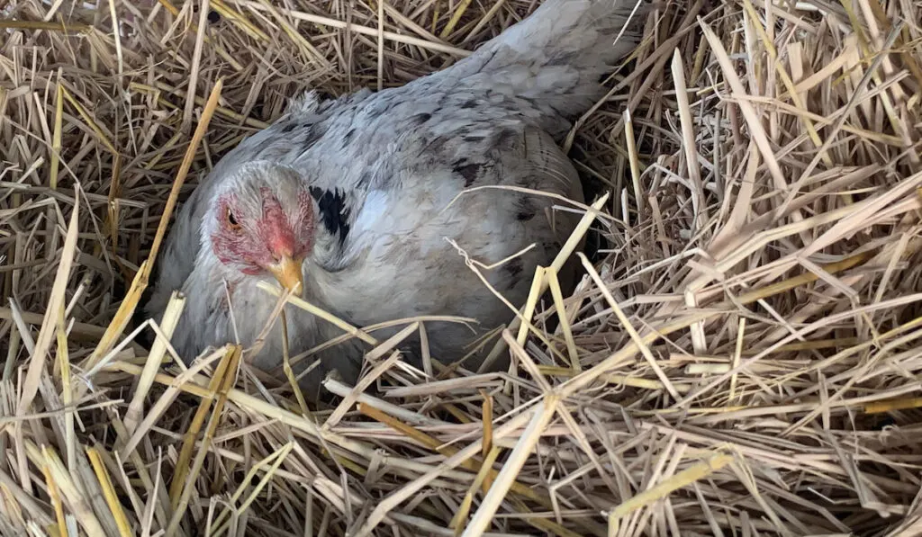 brooding hen