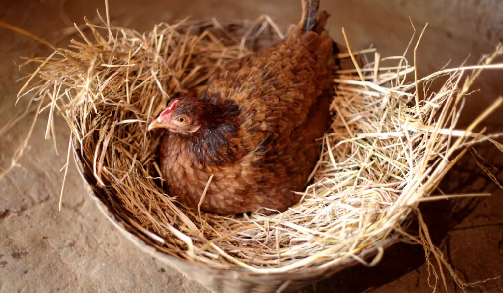 brooding hen