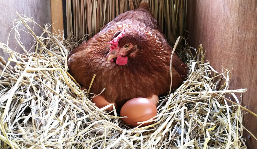 brooding mother chicken