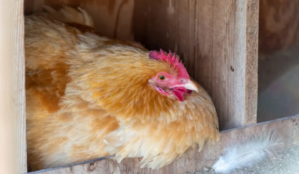 brown hen brooding