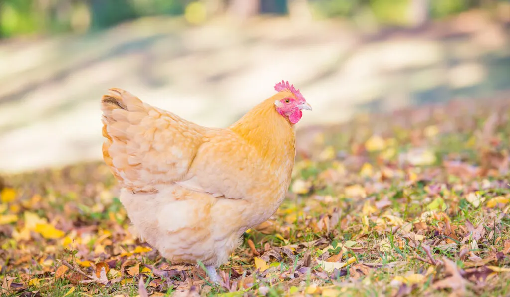 buff orpington walking on dried leaves in the backyard