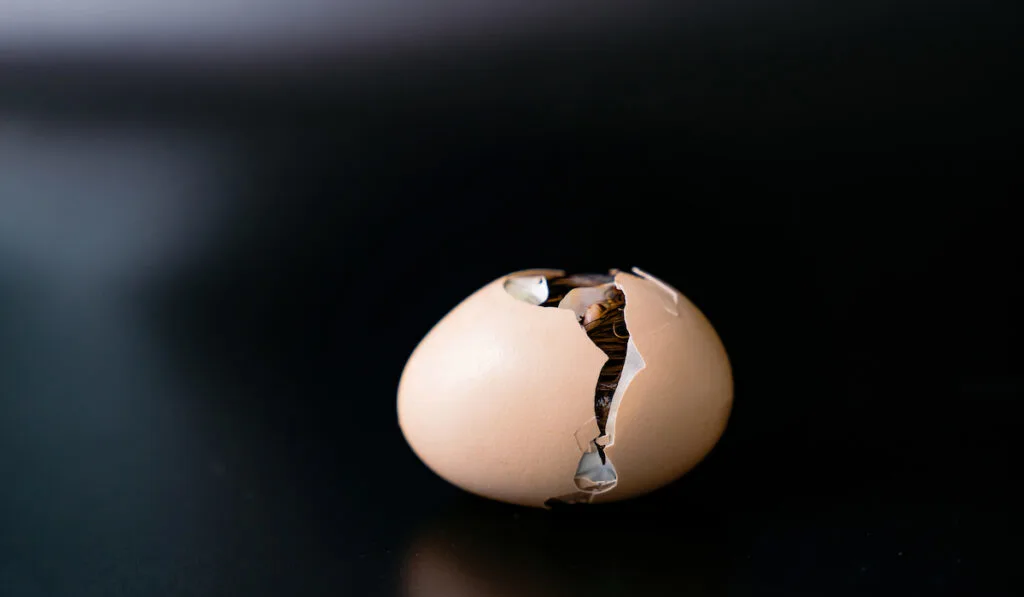 chick about to hatch