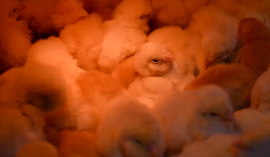 chicks using red light 