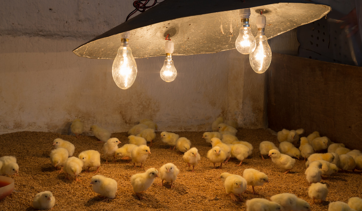 Used Chicken Brooder Heat Lamp