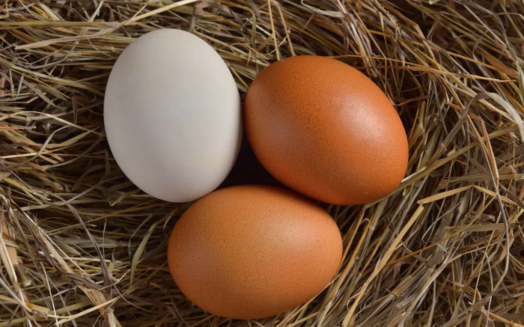 eggs on a new nest 