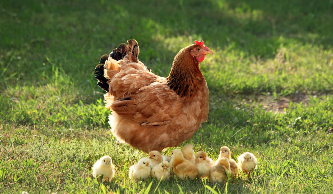 Do Baby Chickens Need Light at Night? The Hip Chick