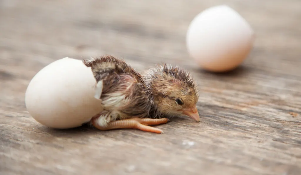 new born baby chick pulling out from an egg shell