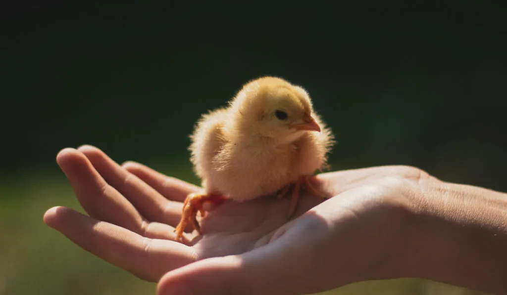 baby chick on hand