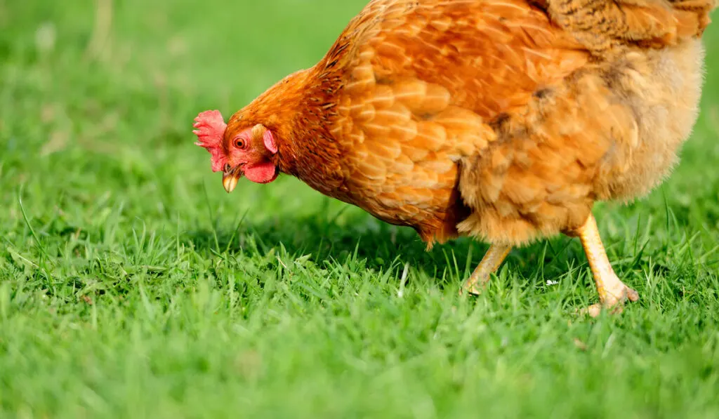 brown chicken on grass