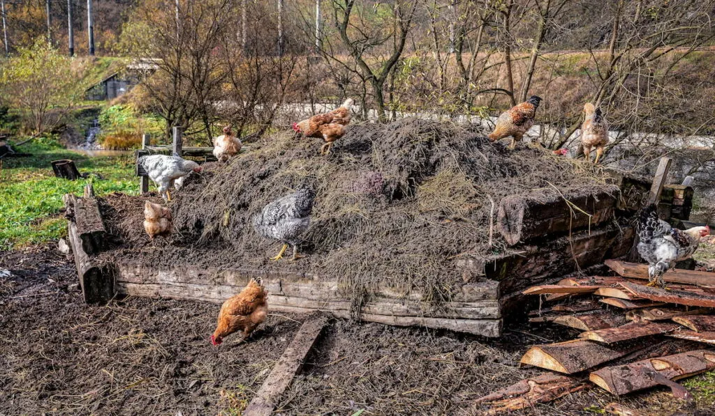 chicken compost with chickens on top