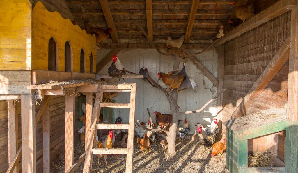 chicken coop