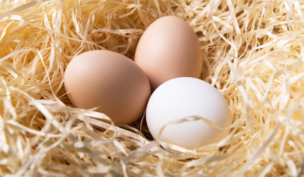chicken eggs on nest