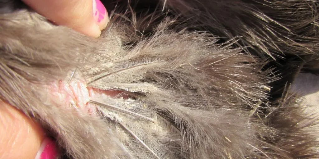 Lice Eggs on a Chickens Feather Shaft