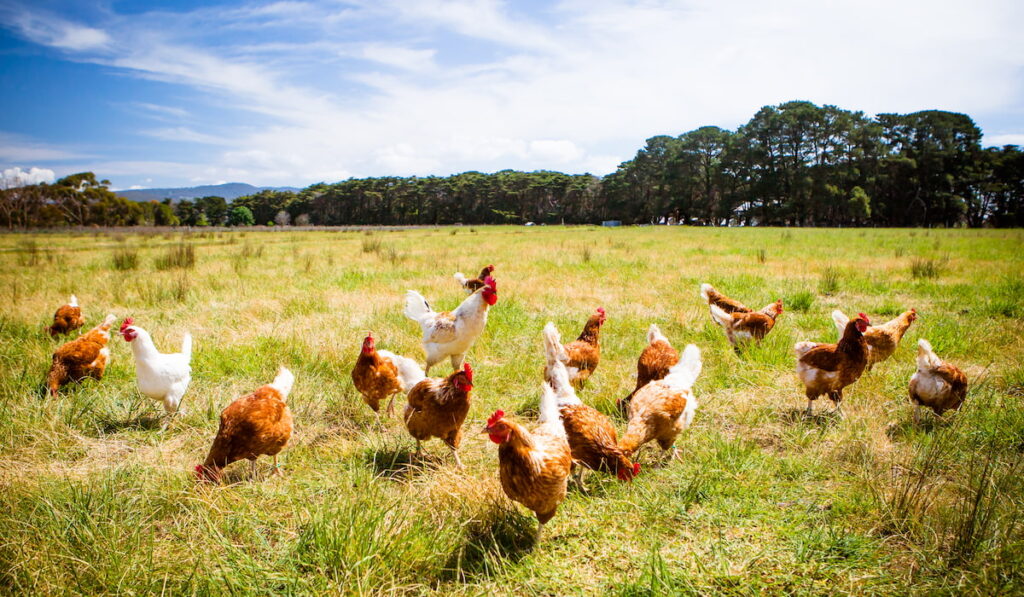 herd of chickens in fields