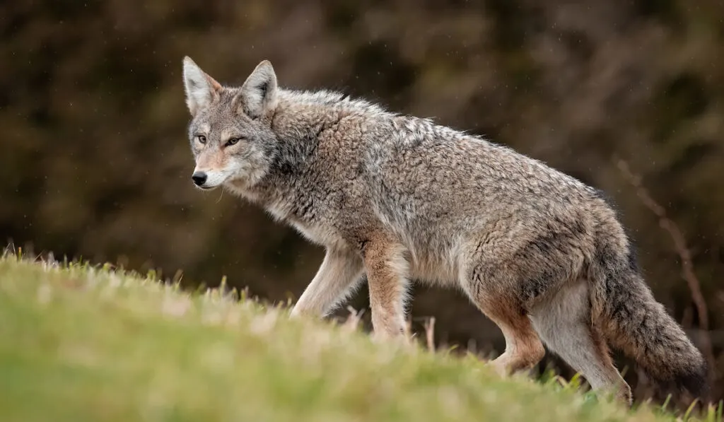 coyote walking in a green lawn uphill