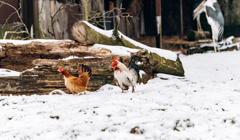 hen and rooster walking on snow