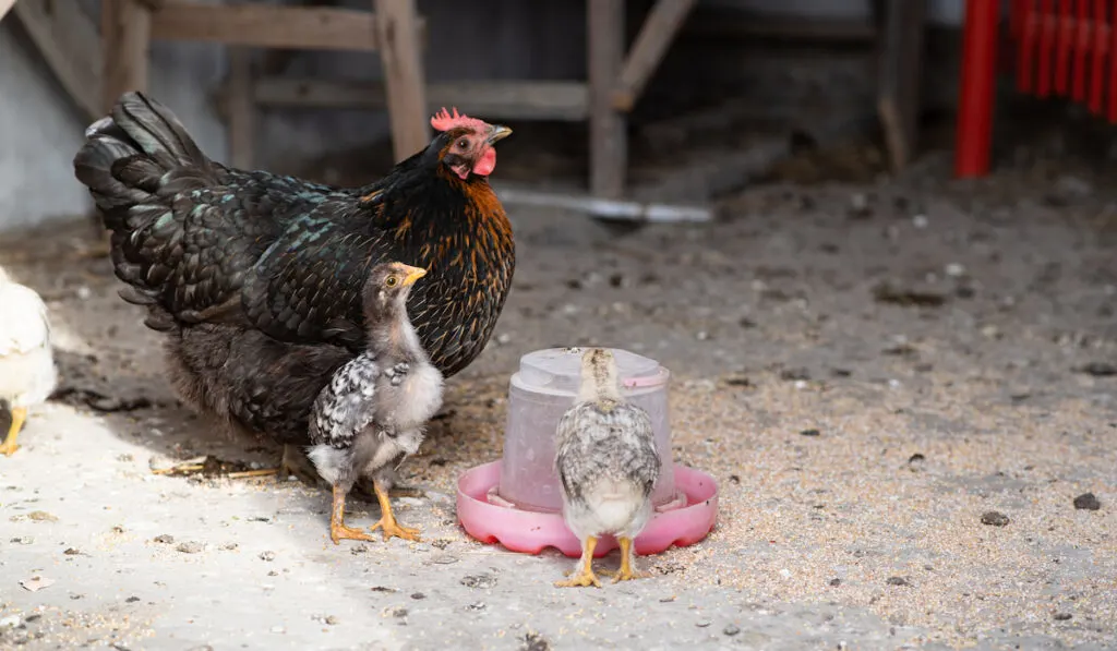 hen with chicks on a water source