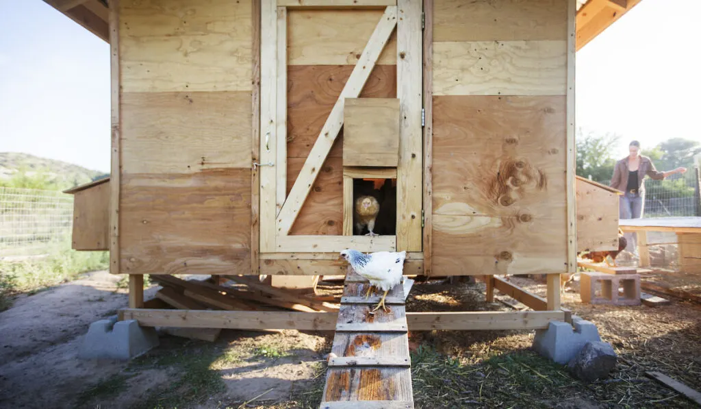 hens standing at the front of their coop