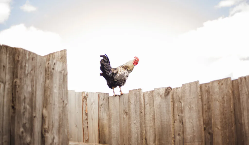 perching rooster