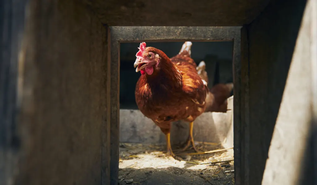 photo of hen inside coop