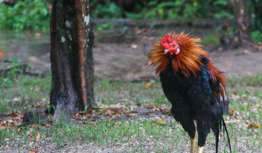 prepared rooster