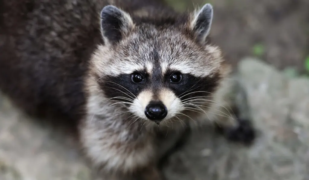 racoon