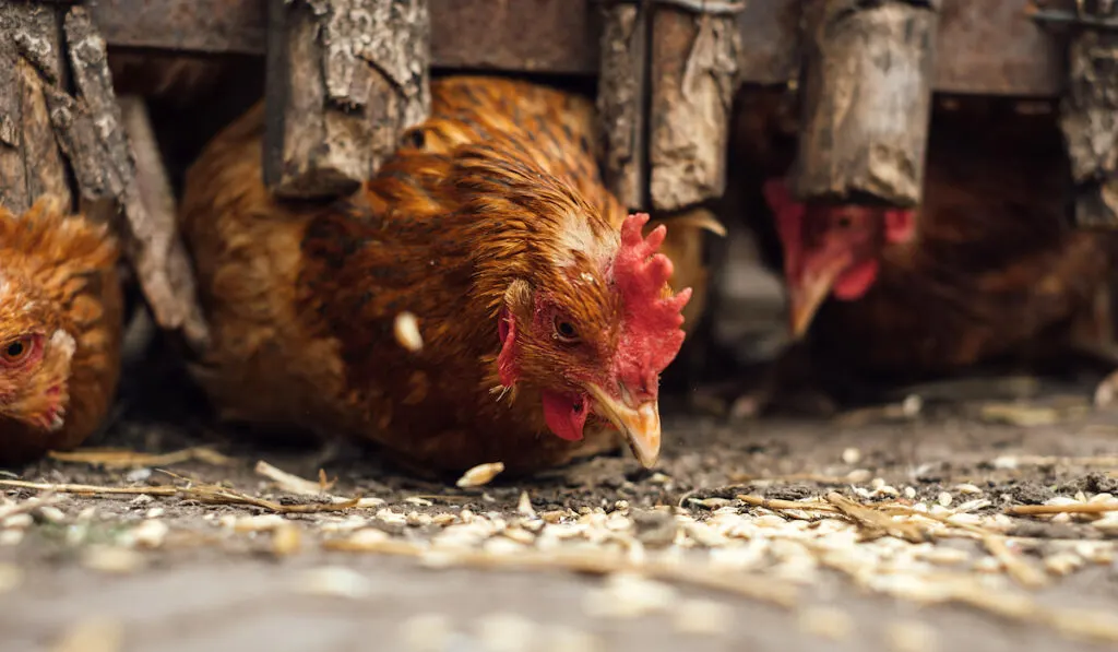 red chickens being fed with treats