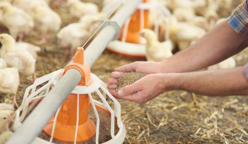 refilling chicken feeder