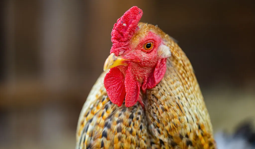 rooster closeup