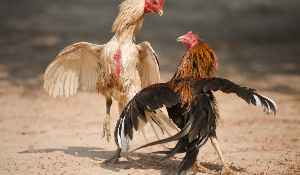 rooster fight