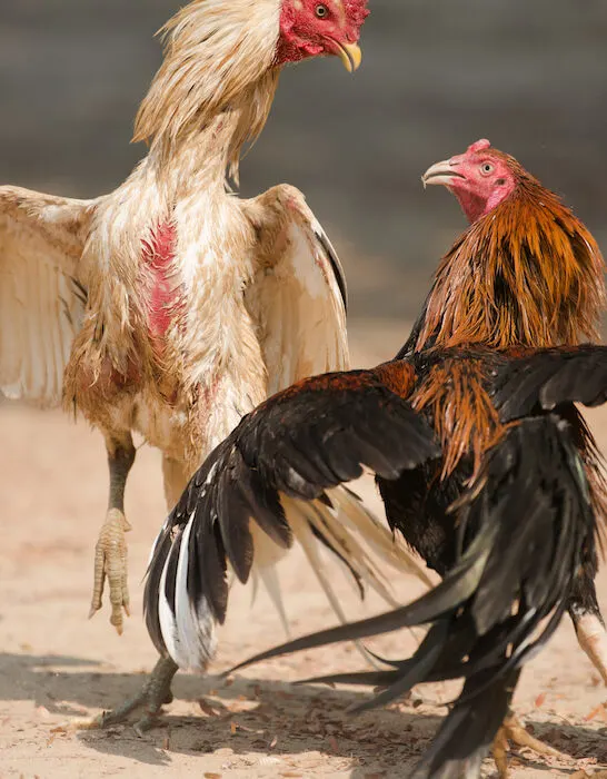 rooster fight
