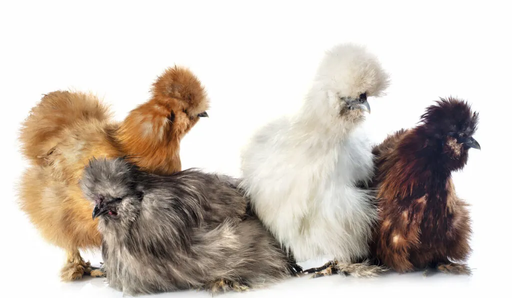 silkies in studio