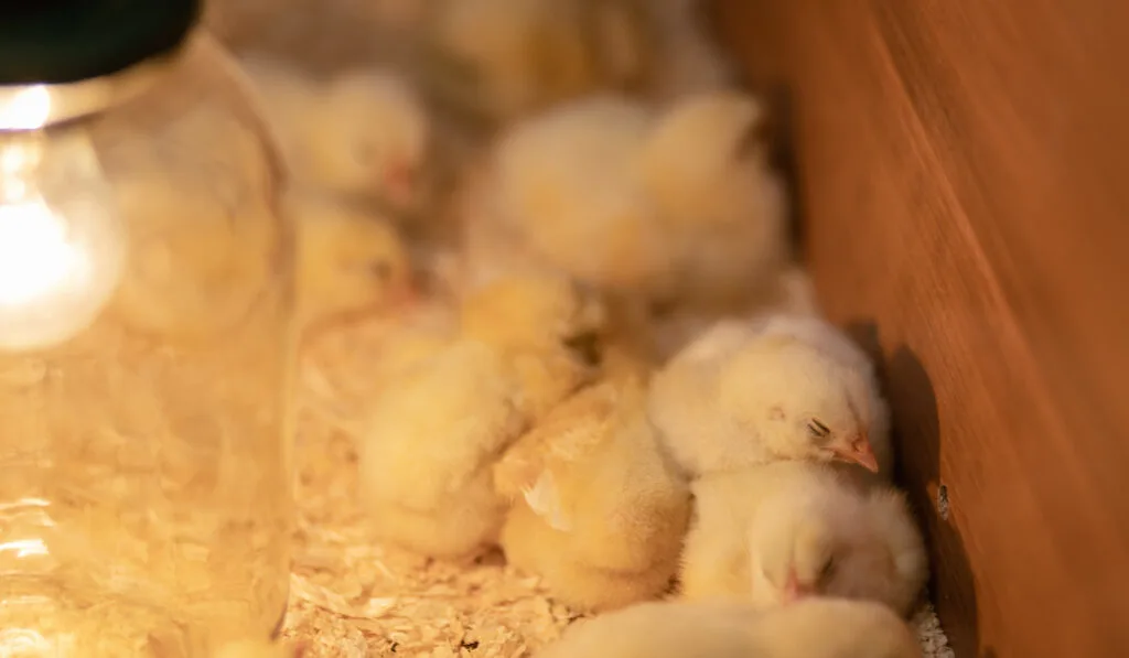 sleeping chicks